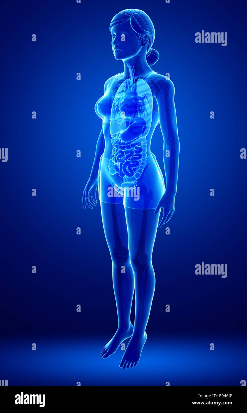Illustration of female x ray digestive system Stock Photo Alamy