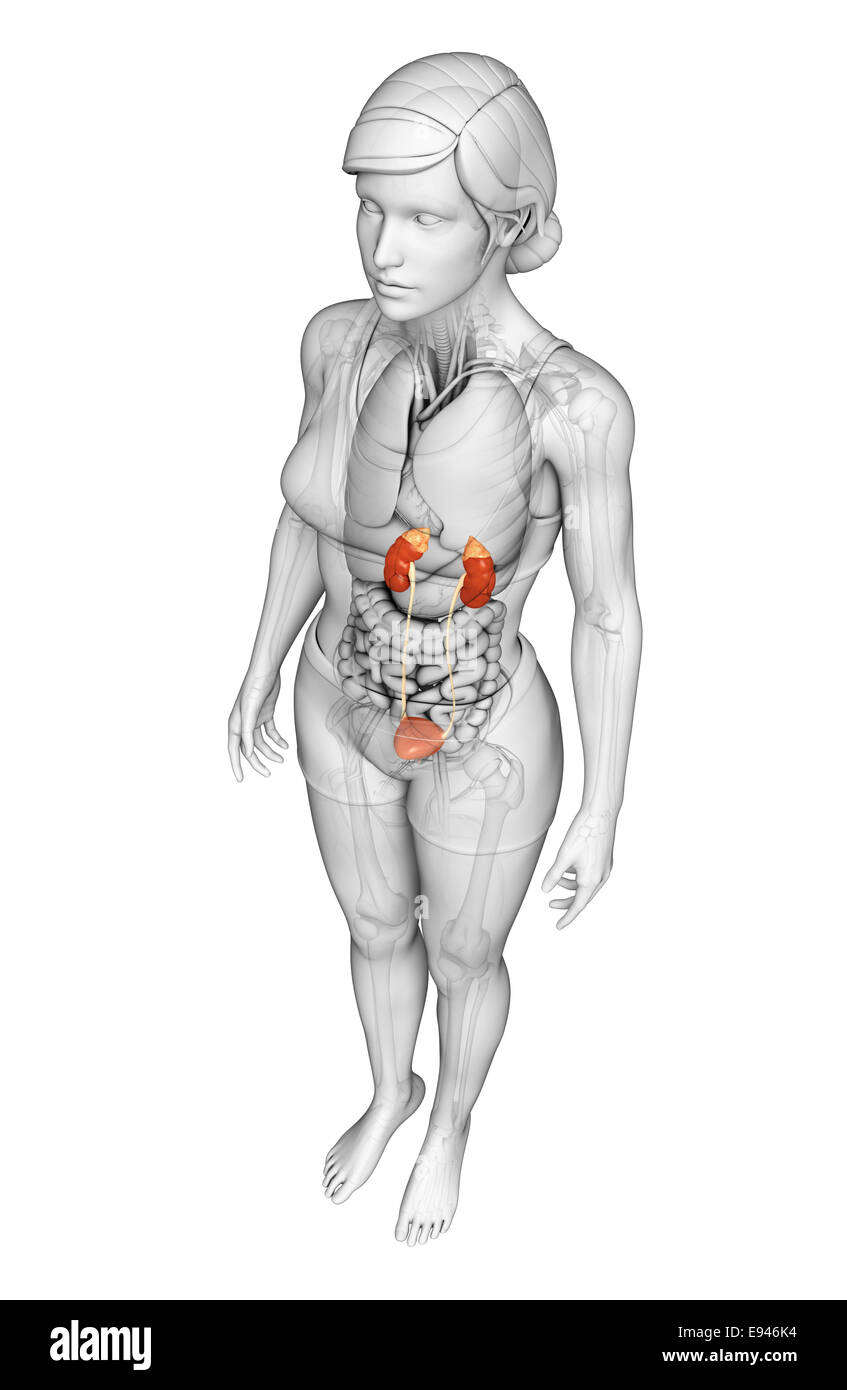 Illustration of Female urinary system Stock Photo - Alamy