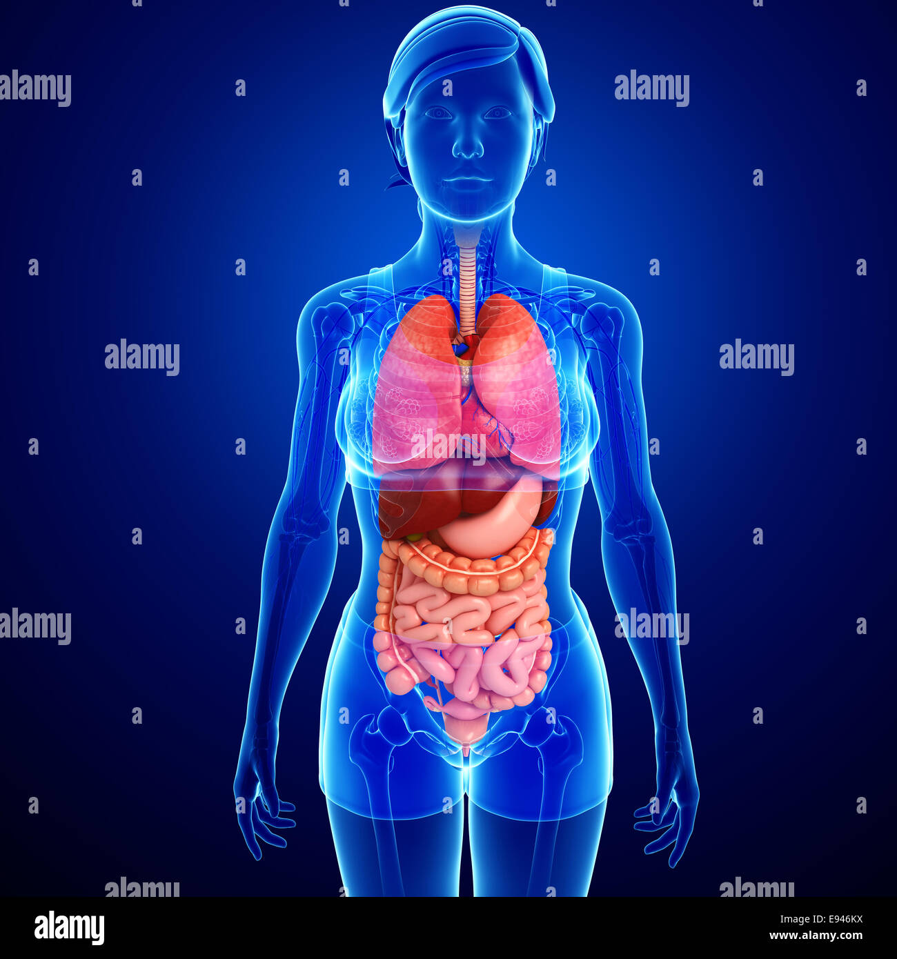 Illustration of female digestive system Stock Photo - Alamy