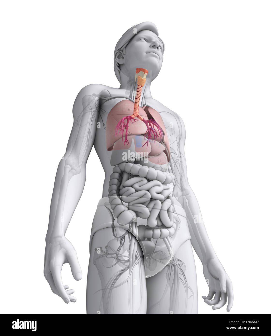 Illustration of male throat anatomy Stock Photo Alamy
