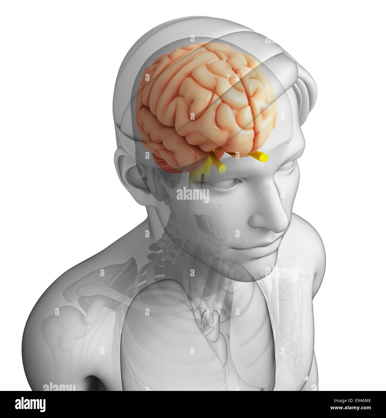 The brain 12