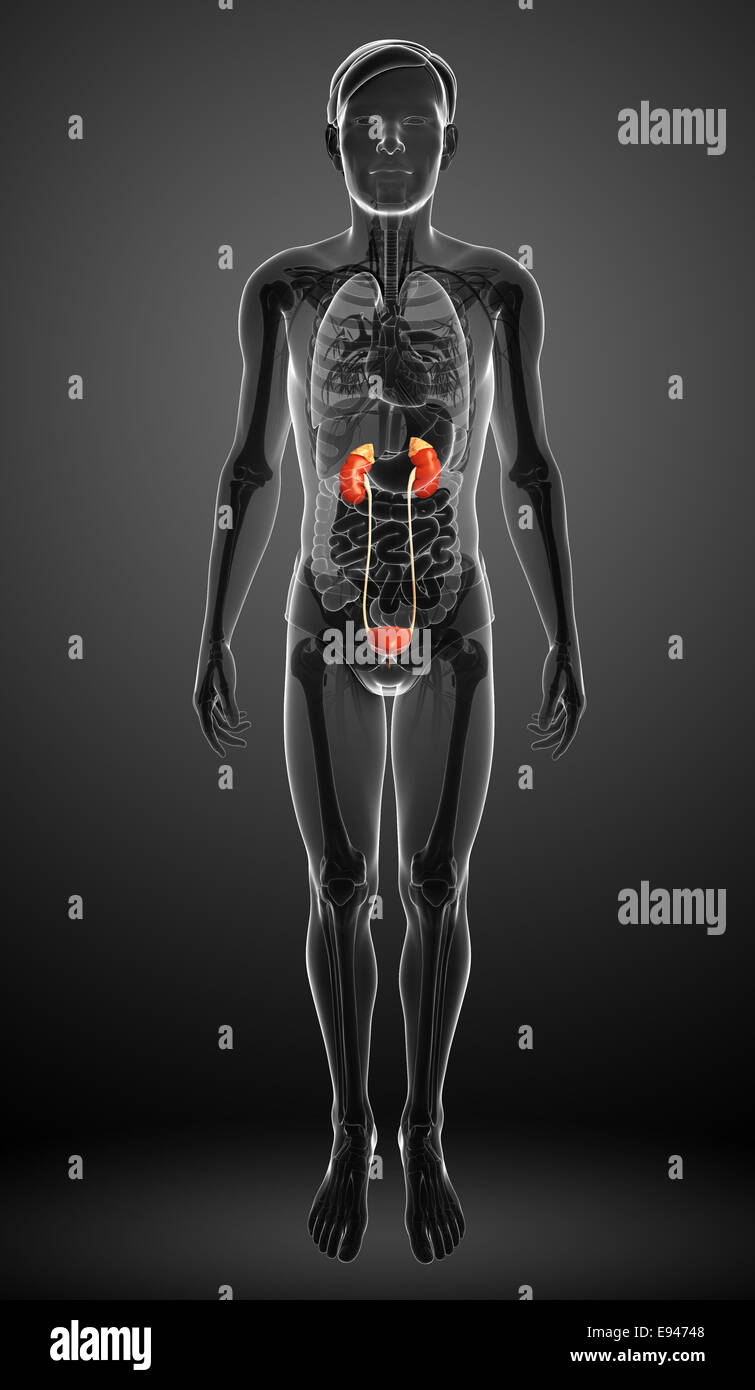 Illustration of Male urinary system Stock Photo - Alamy