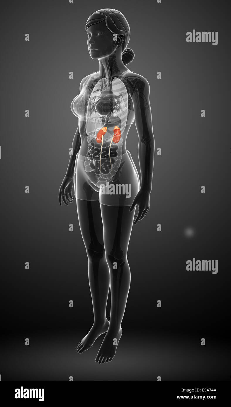 Illustration of Female urinary system Stock Photo Alamy
