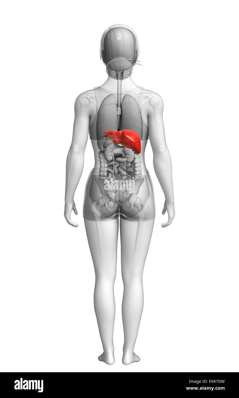 Illustration of Female liver anatomy Stock Photo