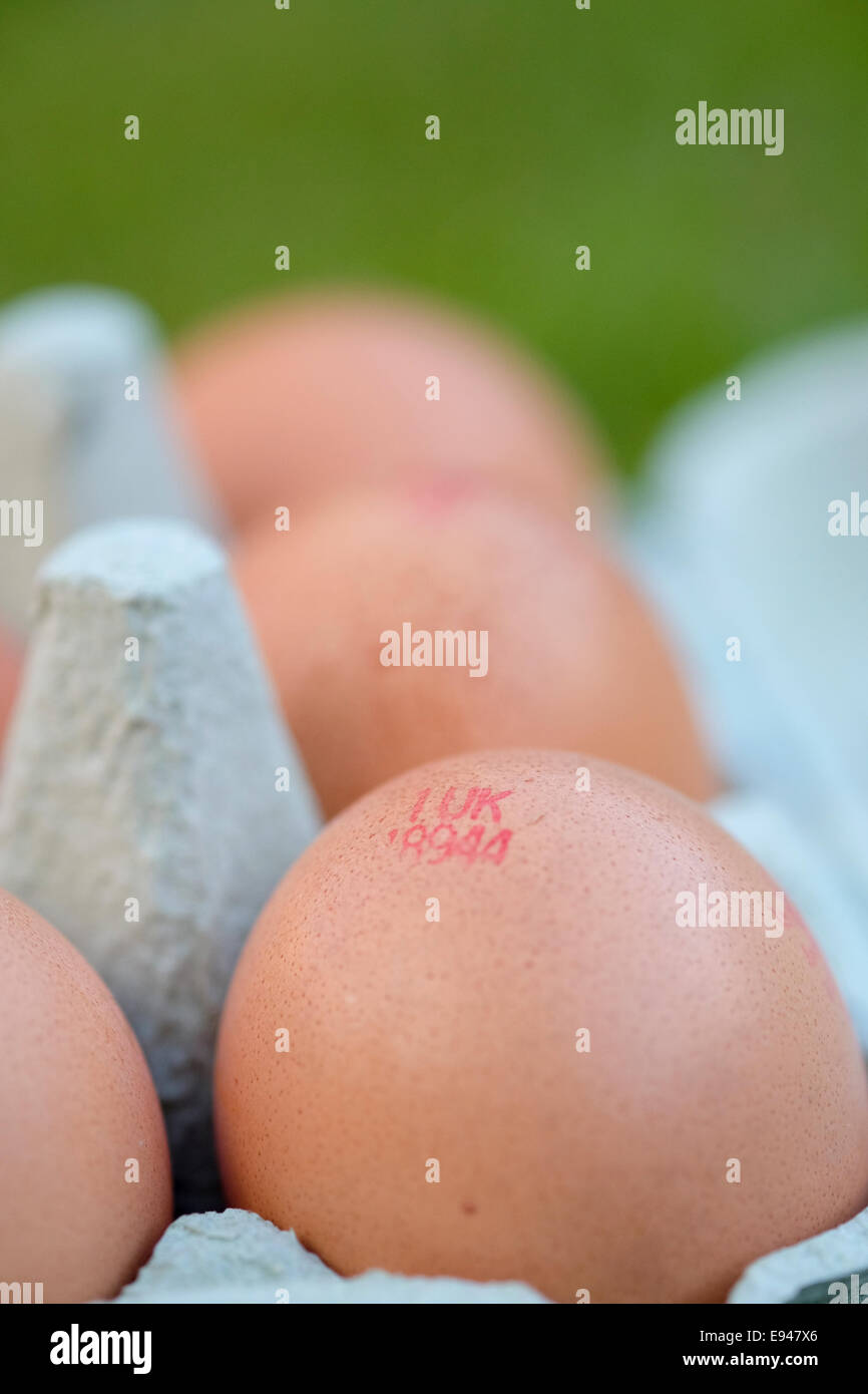 UK stamped eggs in egg box Stock Photo
