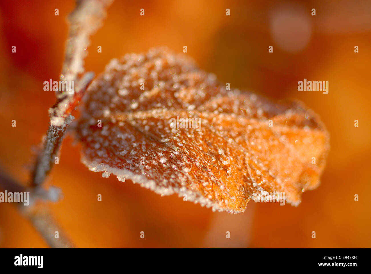 Golden brown beech leaves hi-res stock photography and images - Alamy