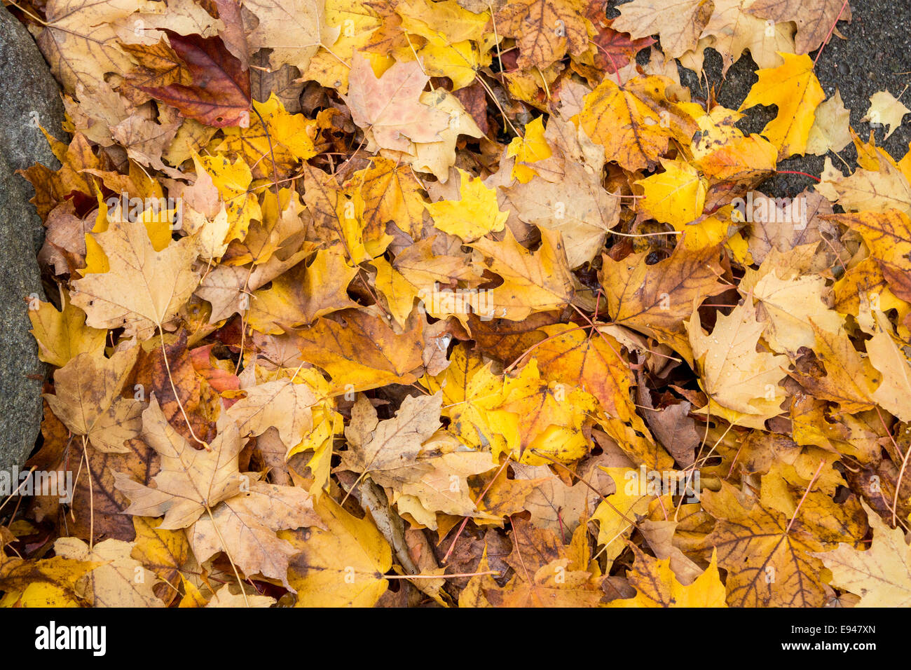 A blanket of yellow and orange maple leaves cover the ground in fall. Stock Photo