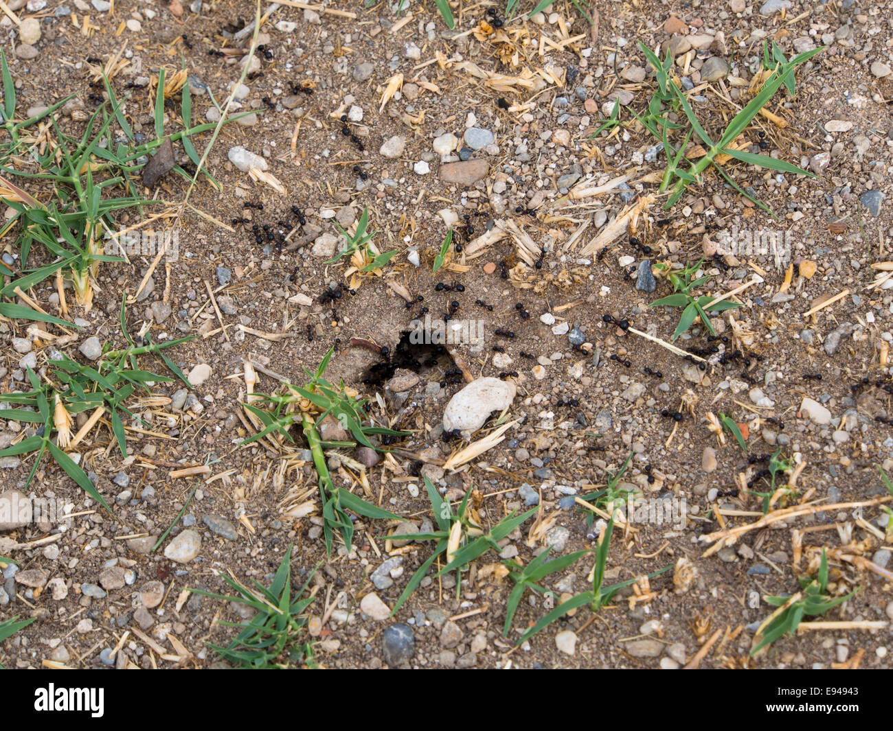 European underground living ants trafficking in and out of their hole in the ground, Samos Greece Stock Photo