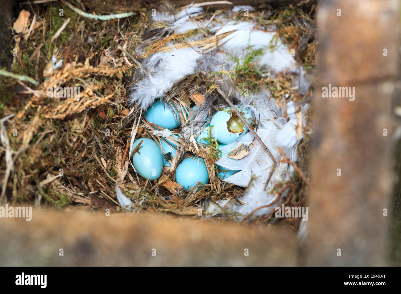 Гнездо горихвостки садовой разереное предположительно дятлом, Phoenicurus phoenicurus, Redstart. Кандалакшский залив Белого моря Stock Photo