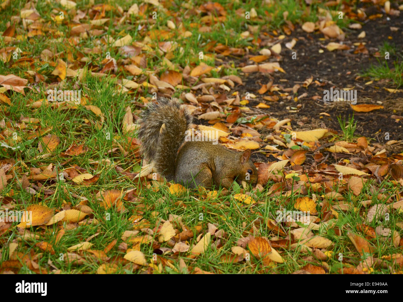 City-squirrel in the Fall in Lincoln Park Stock Photo