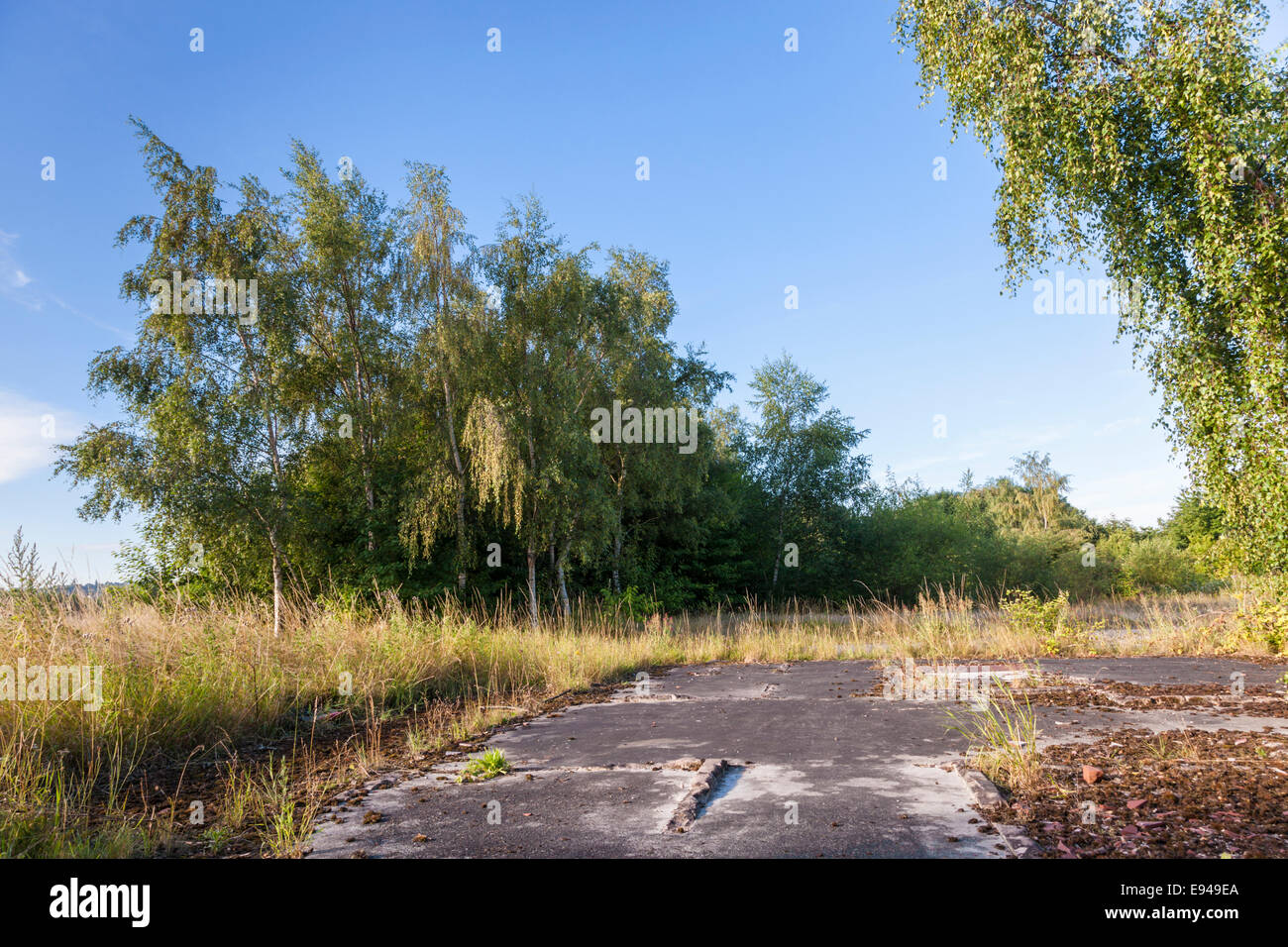 Brownfield site. Trees and grass growing around building foundations on waste land, Nottinghamshire, England, UK Stock Photo