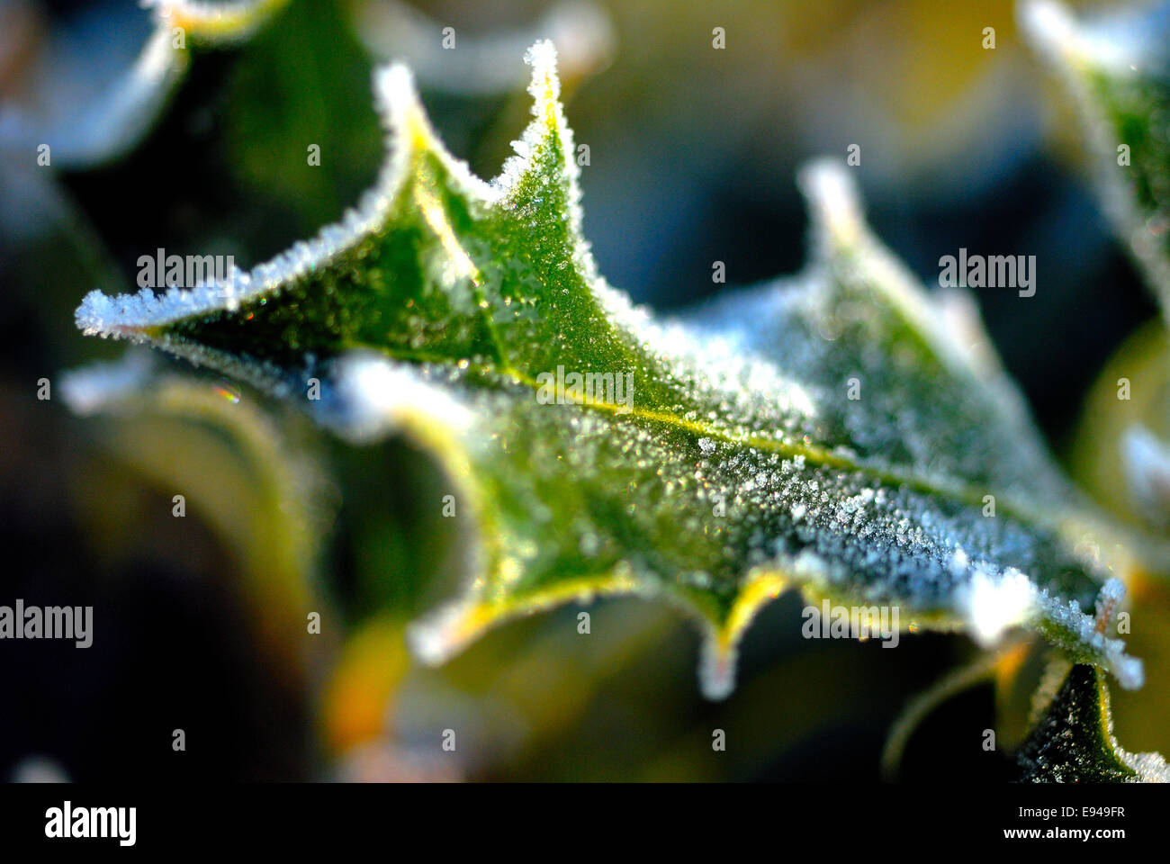 Holly leaves laced with frost Stock Photo Alamy