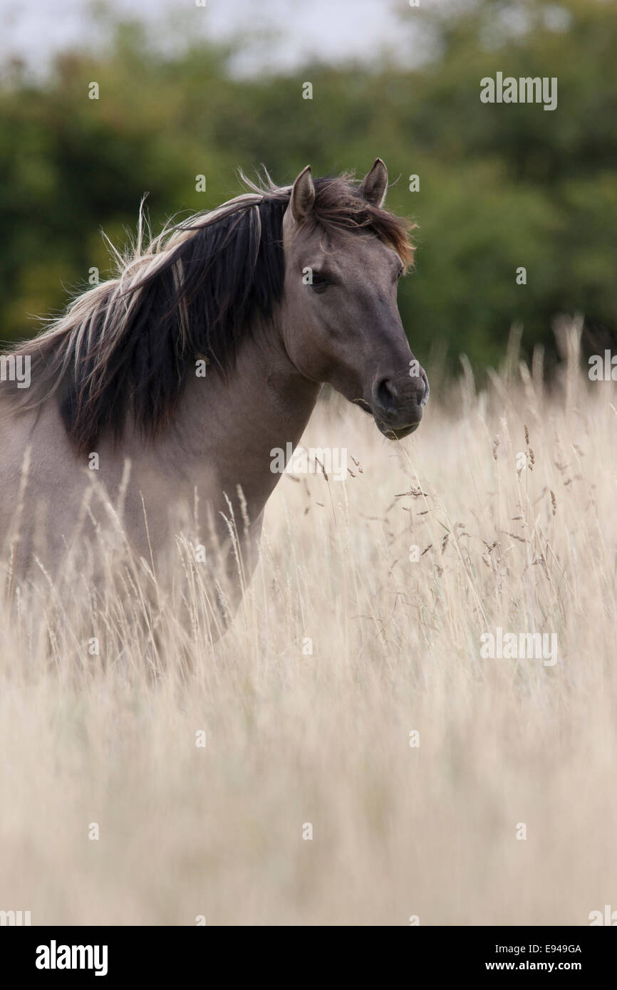 Konig pony in long grass at Wicken Fen, Cambridgeshire Stock Photo