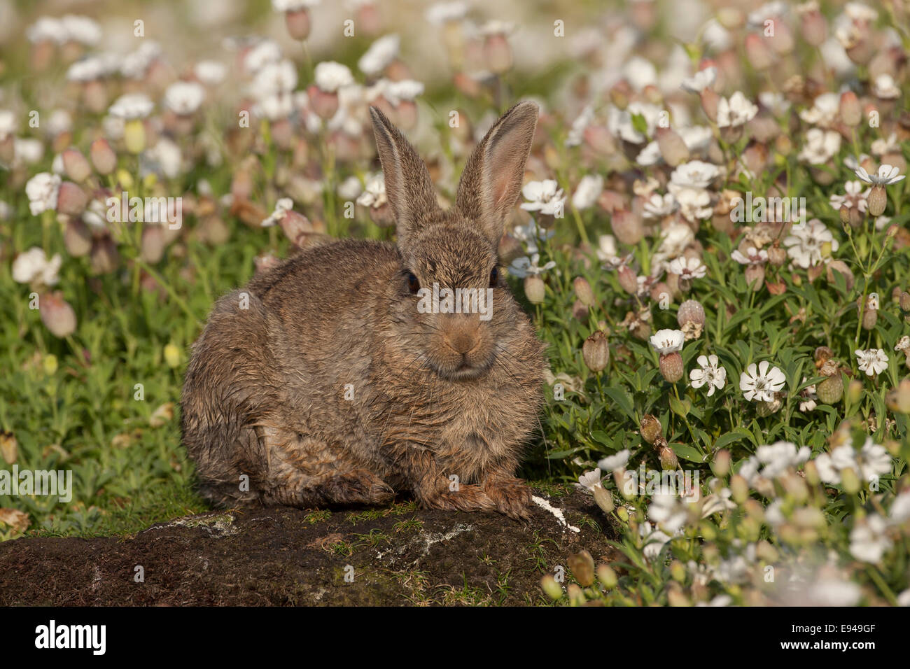 Rabbit sitting on the edge of a field of sea campion Stock Photo - Alamy