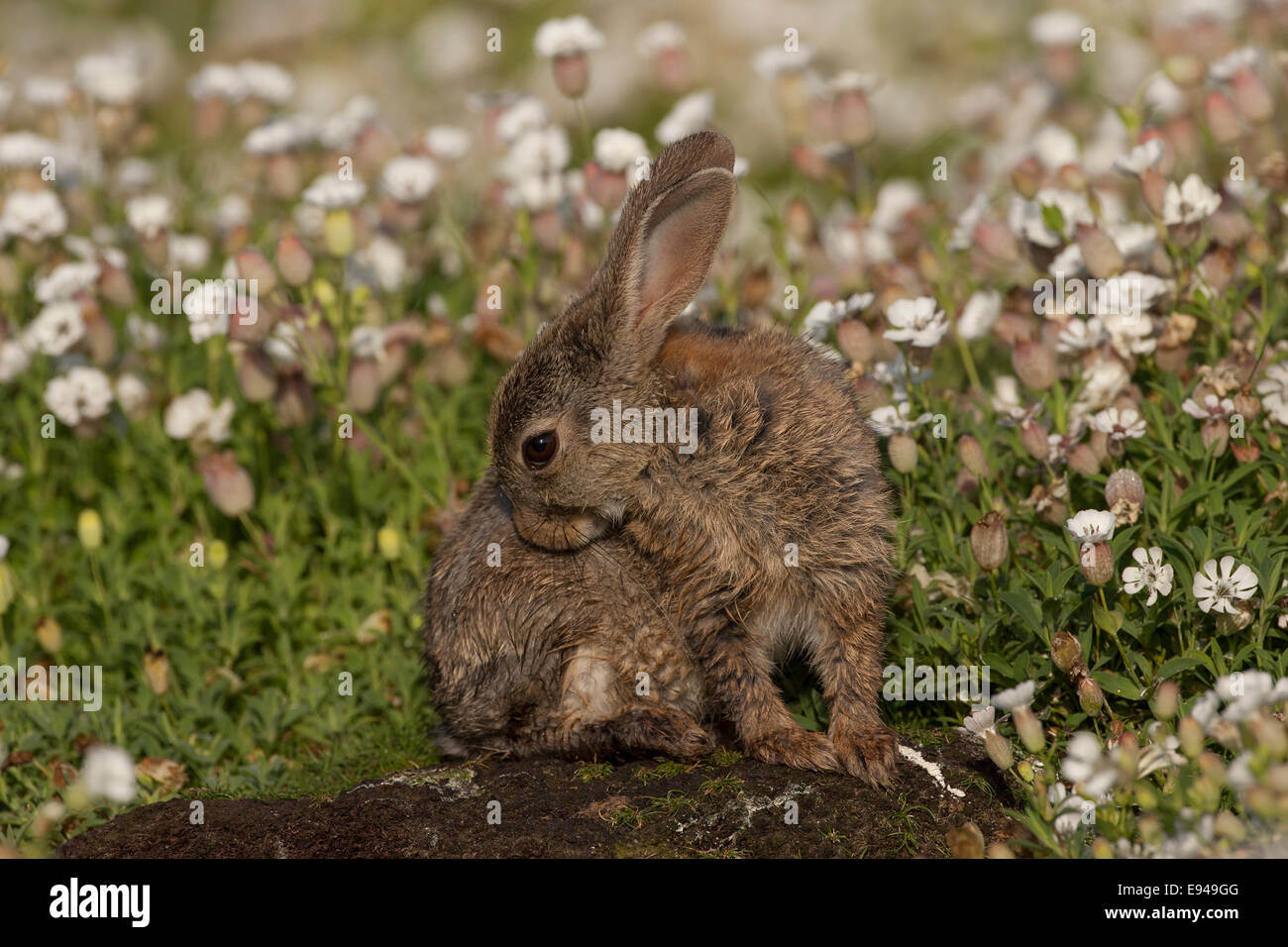 Rabbit cleaning itself on the edge of a field of sea campion Stock ...