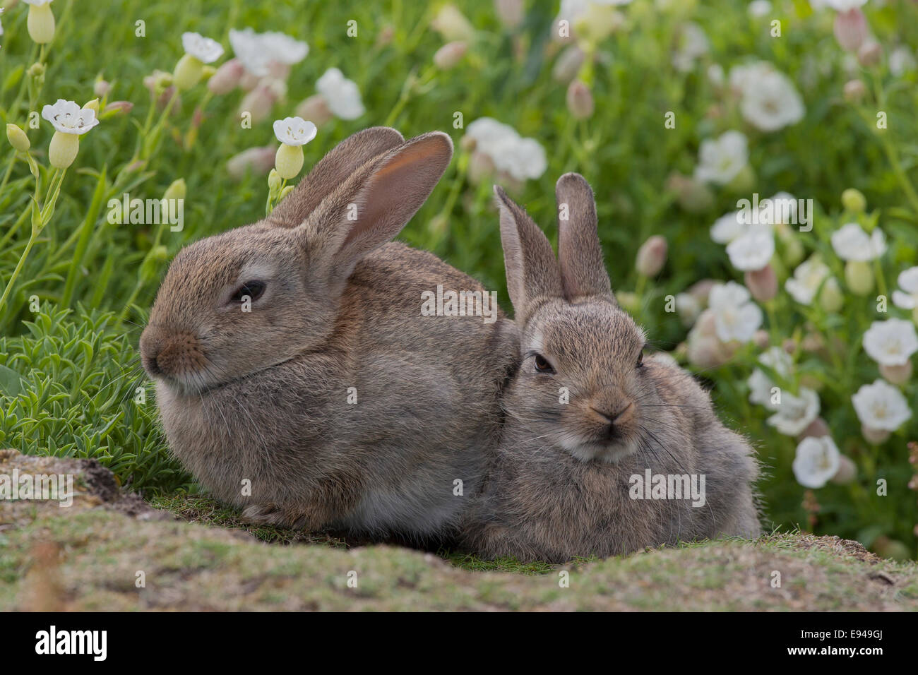 Lepus curpa hi-res stock photography and images - Alamy