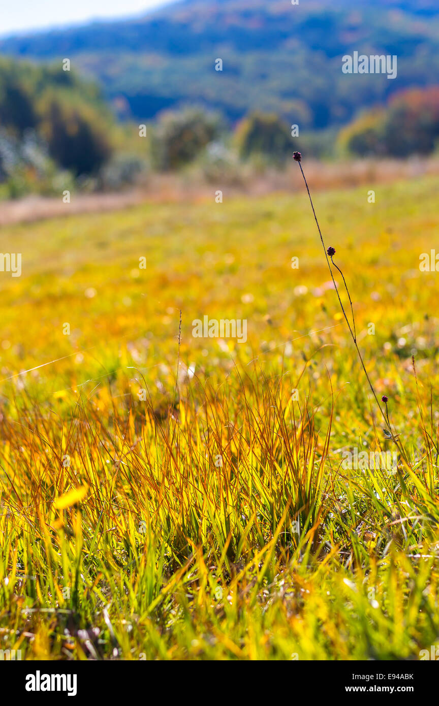Yellow autumn bushes trees hi-res stock photography and images - Alamy