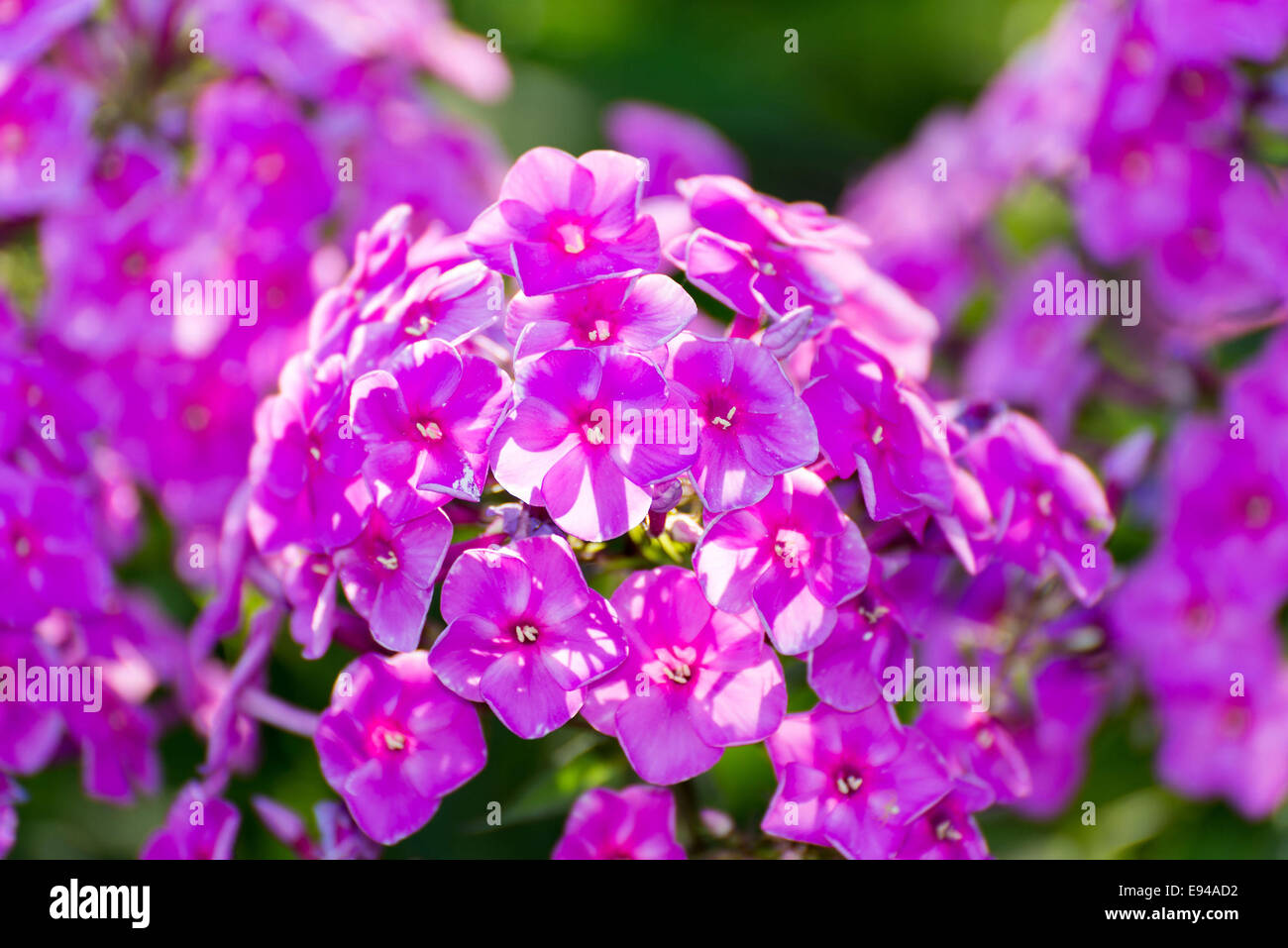 Pink Phlox flower - genus of flowering herbaceous plants Stock Photo