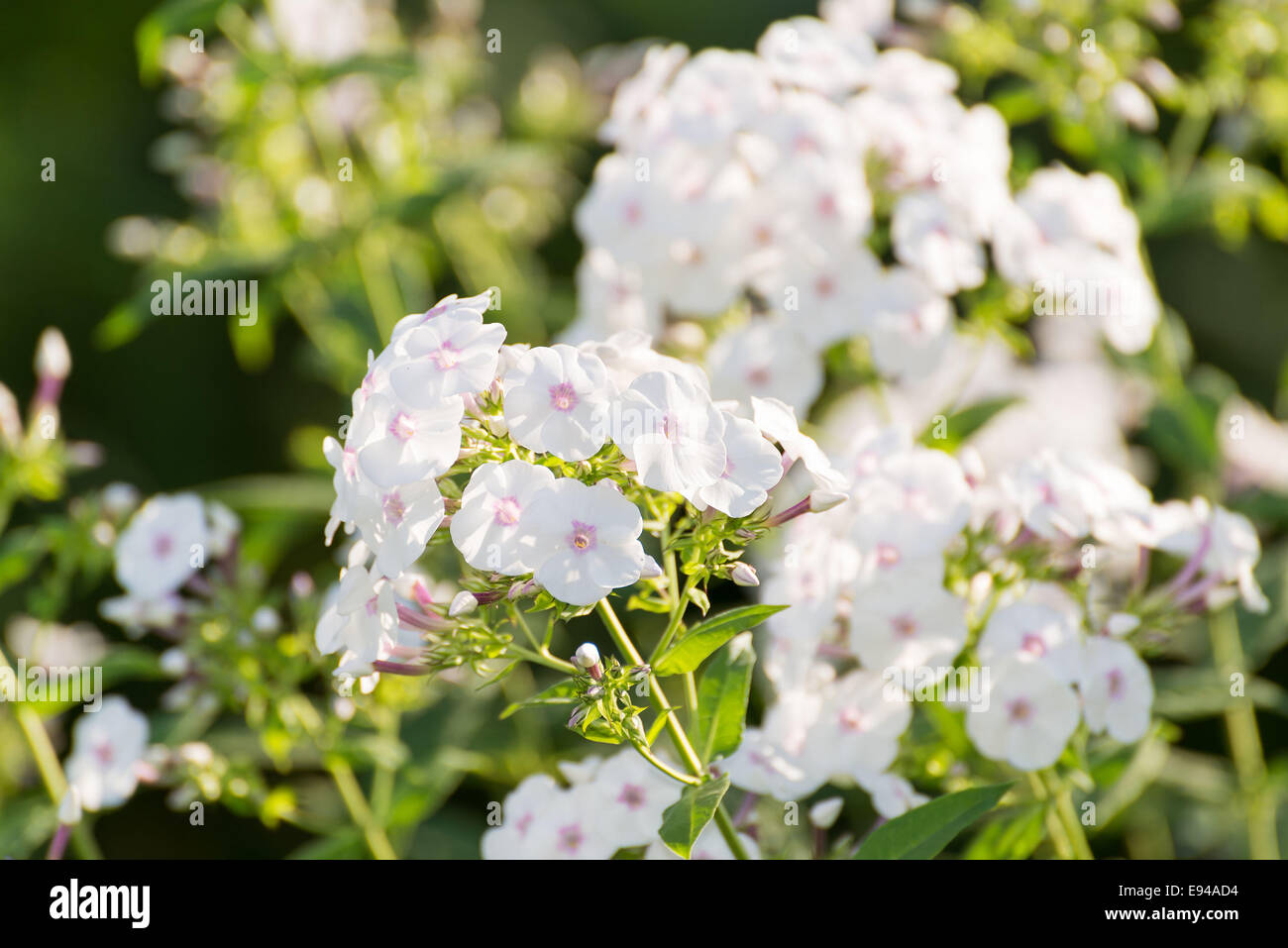 white Phlox flower - genus of flowering herbaceous plants Stock Photo