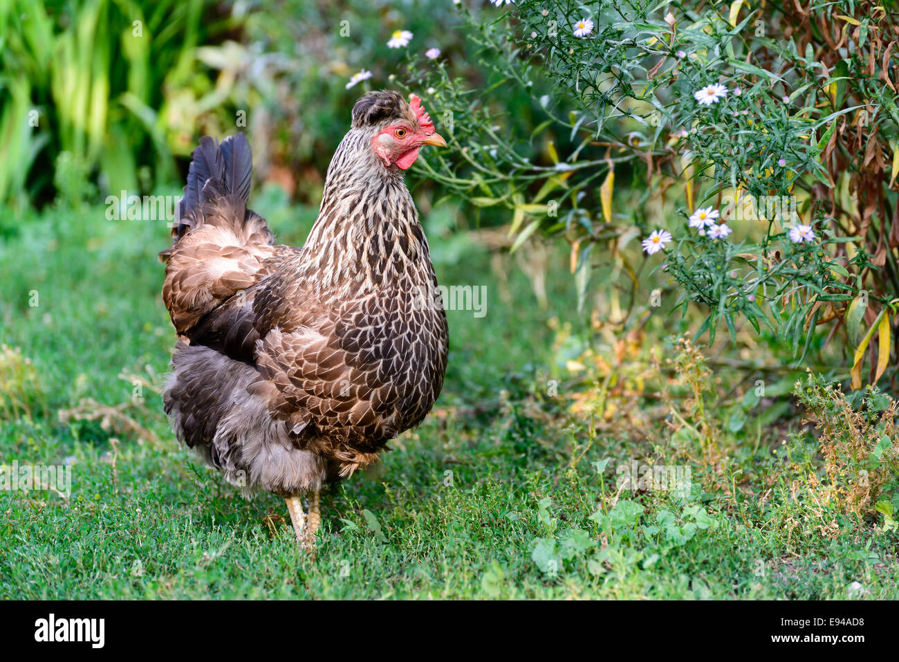egg laying hens in the yard Stock Photo Alamy