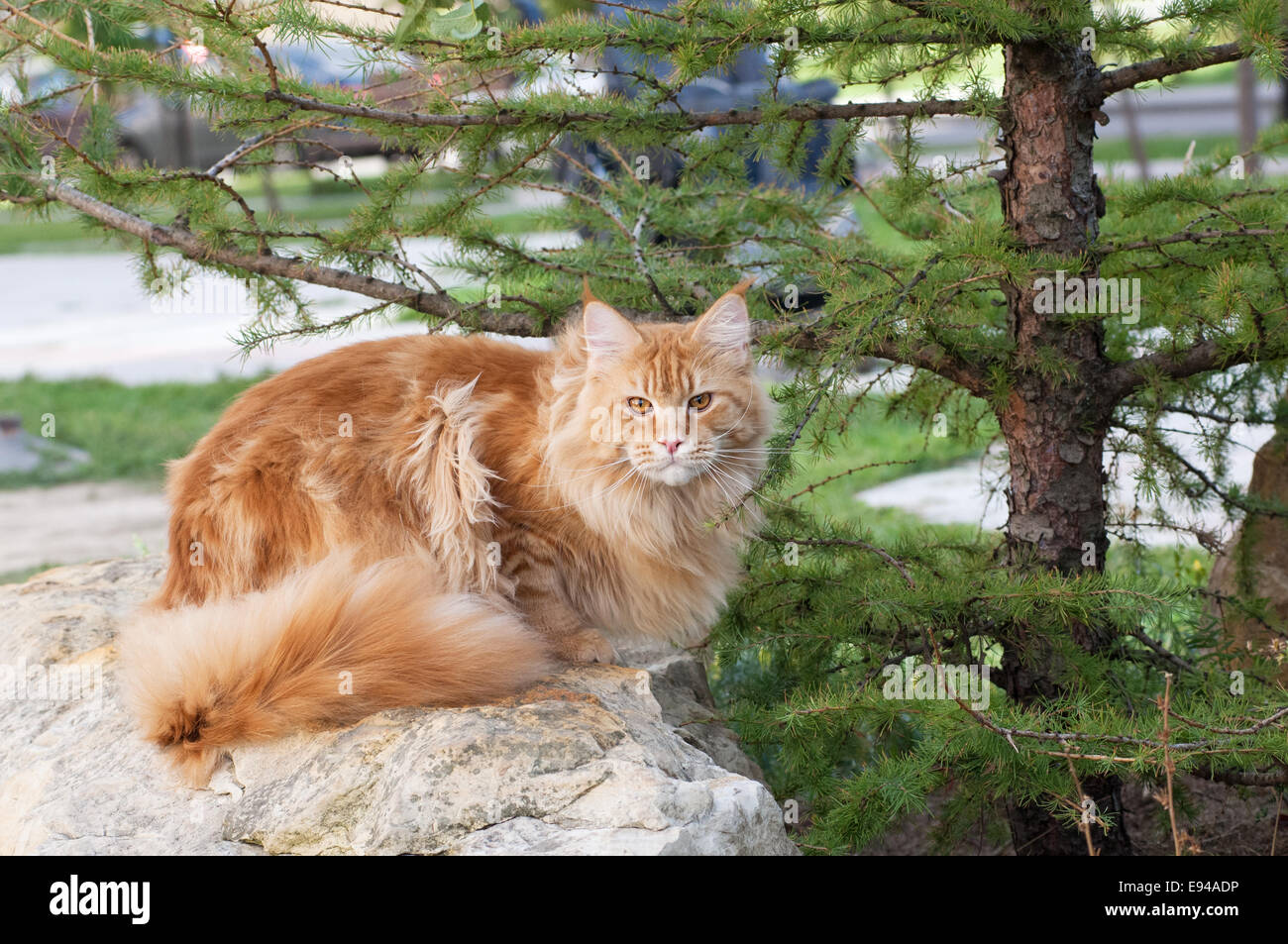 The Maine Coon, also known as American Longhair, is the bigest ...