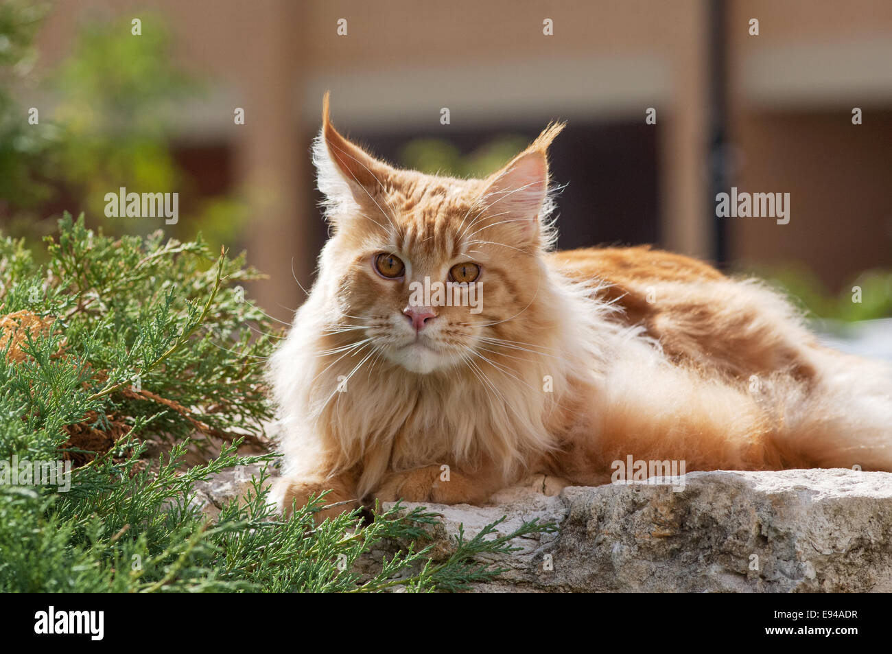 The Maine Coon, also known as American Longhair, is the bigest ...