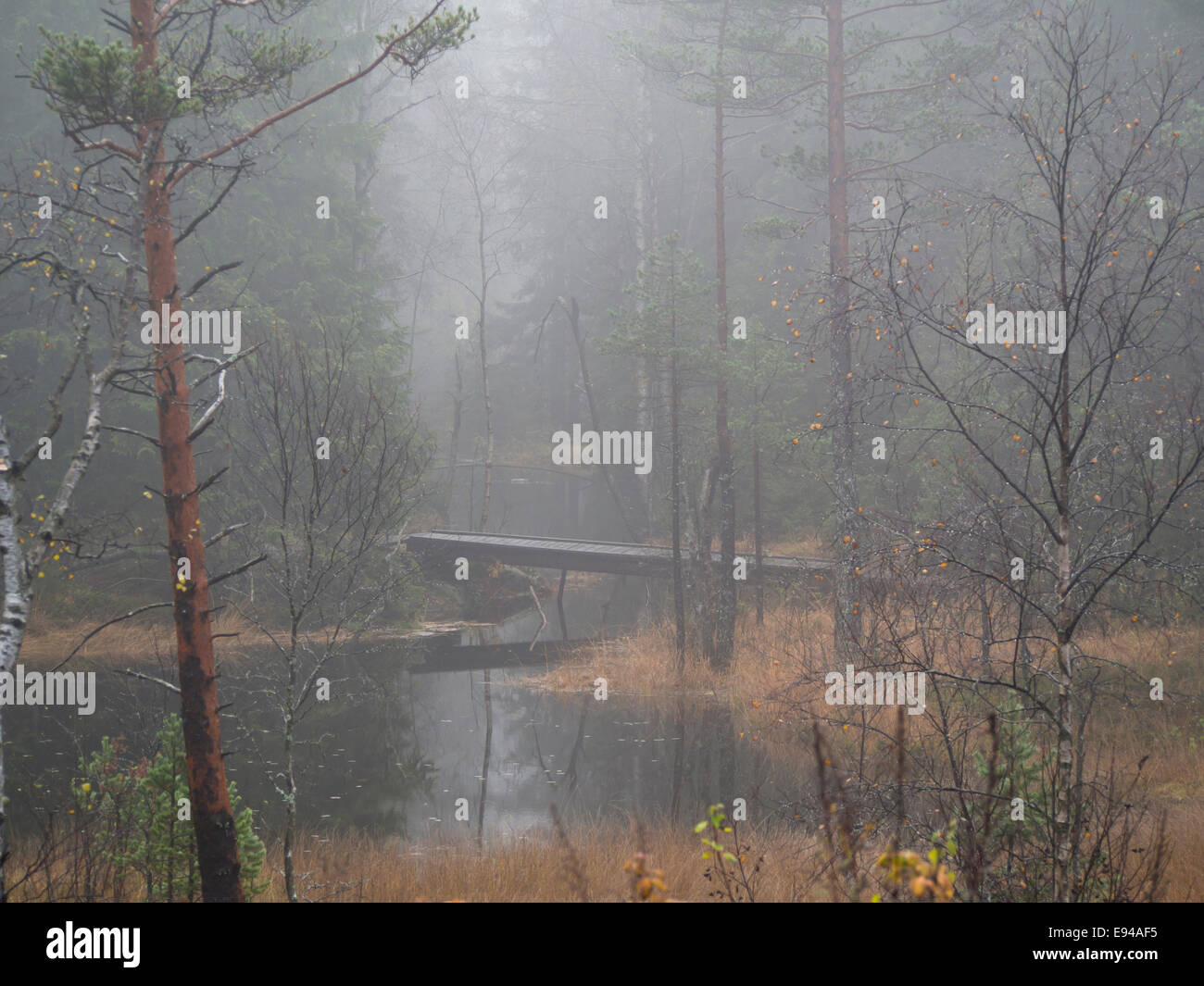 Foggy autumn day in Nordmarka Oslo Norway, subdued fall colours, footbridge and stream Stock Photo