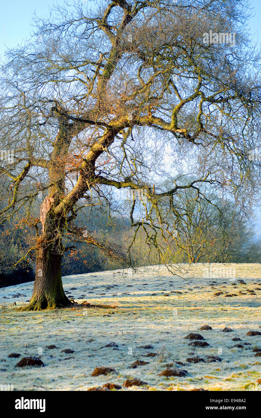 Tree in frosty field Stock Photo