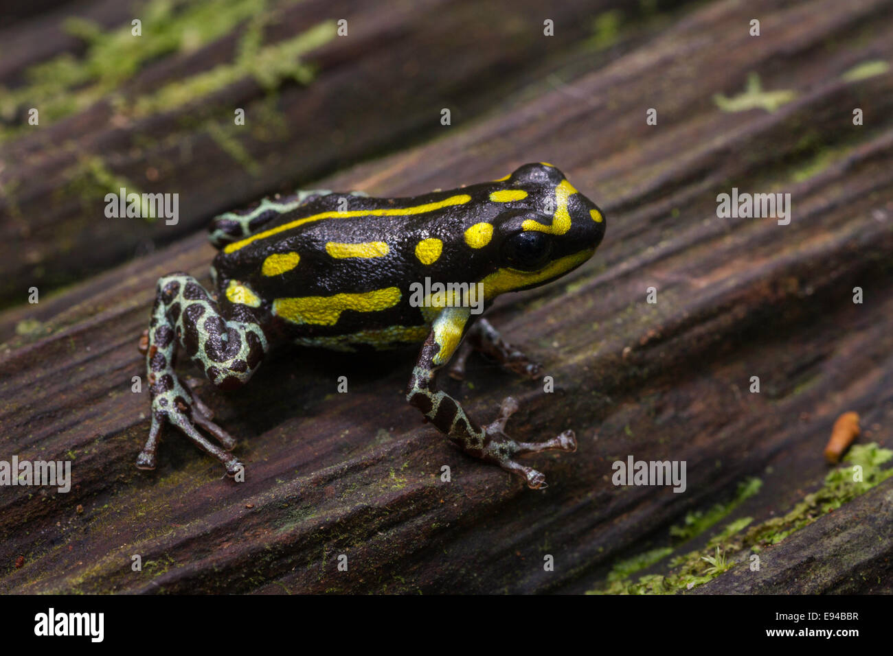 A poison dart frog (Ranitomeya flavovittata) on a tree trunk, the