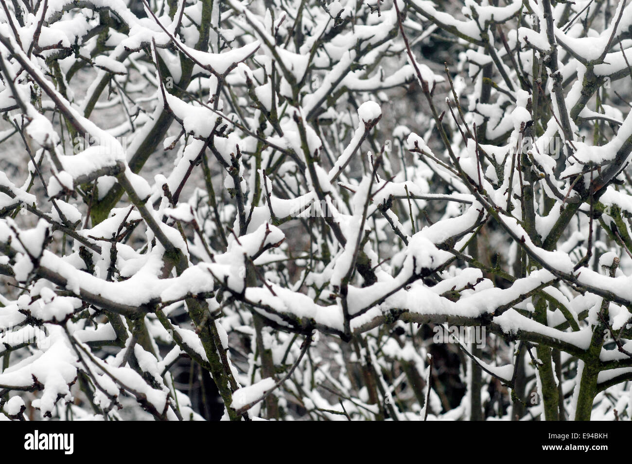 Snow on the trees in a Nottingham Garden January 2013 Stock Photo