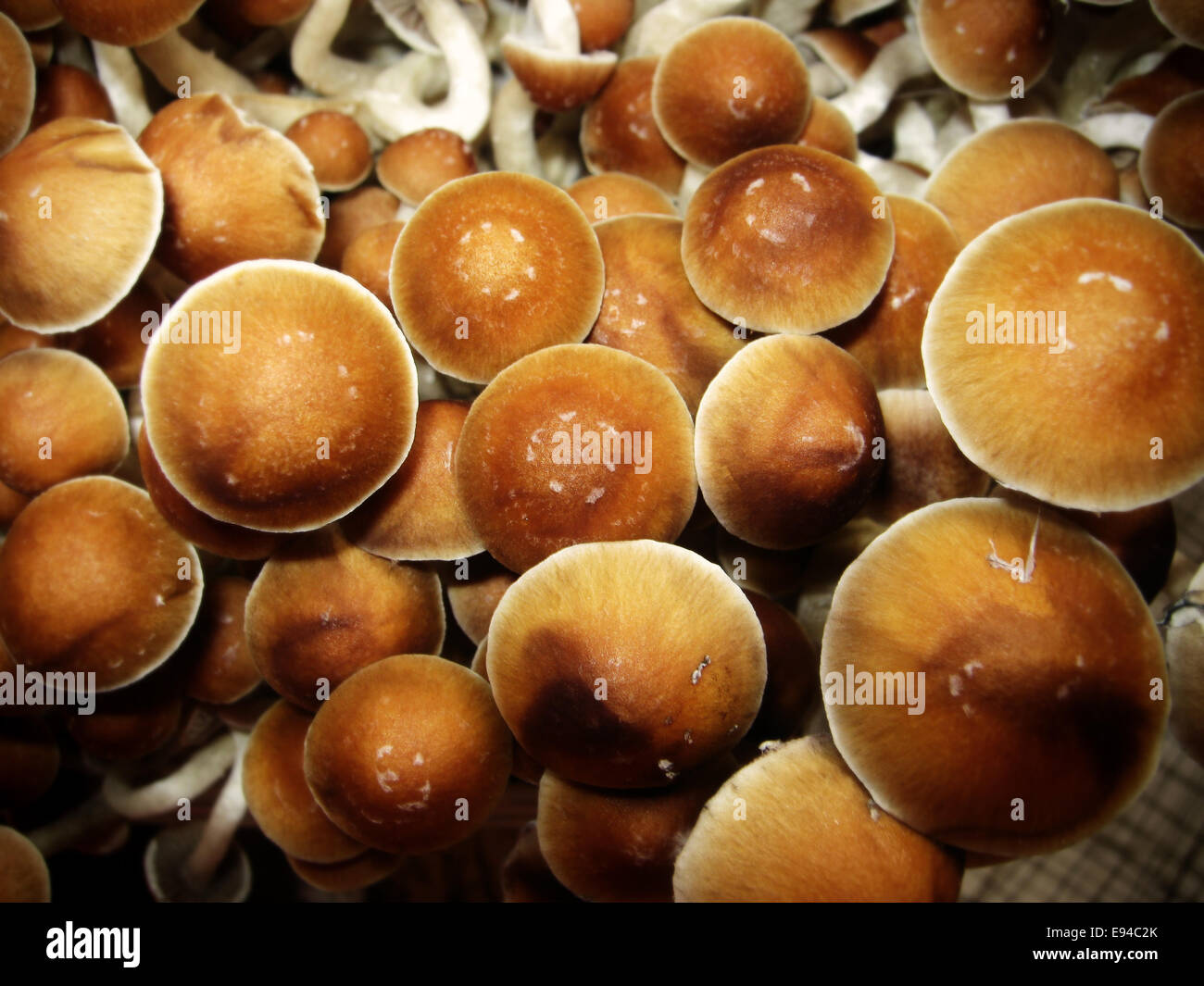 Cultivated Magic Mushrooms Stock Photo