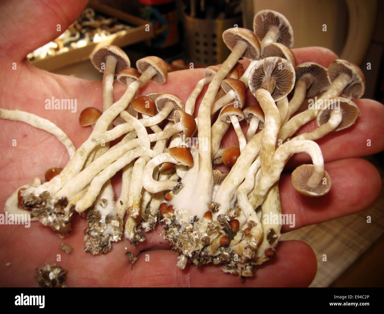 Cultivated Magic Mushrooms. Stock Photo