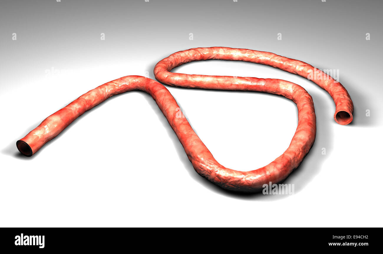 Gelatinous membrane hires stock photography and images Alamy