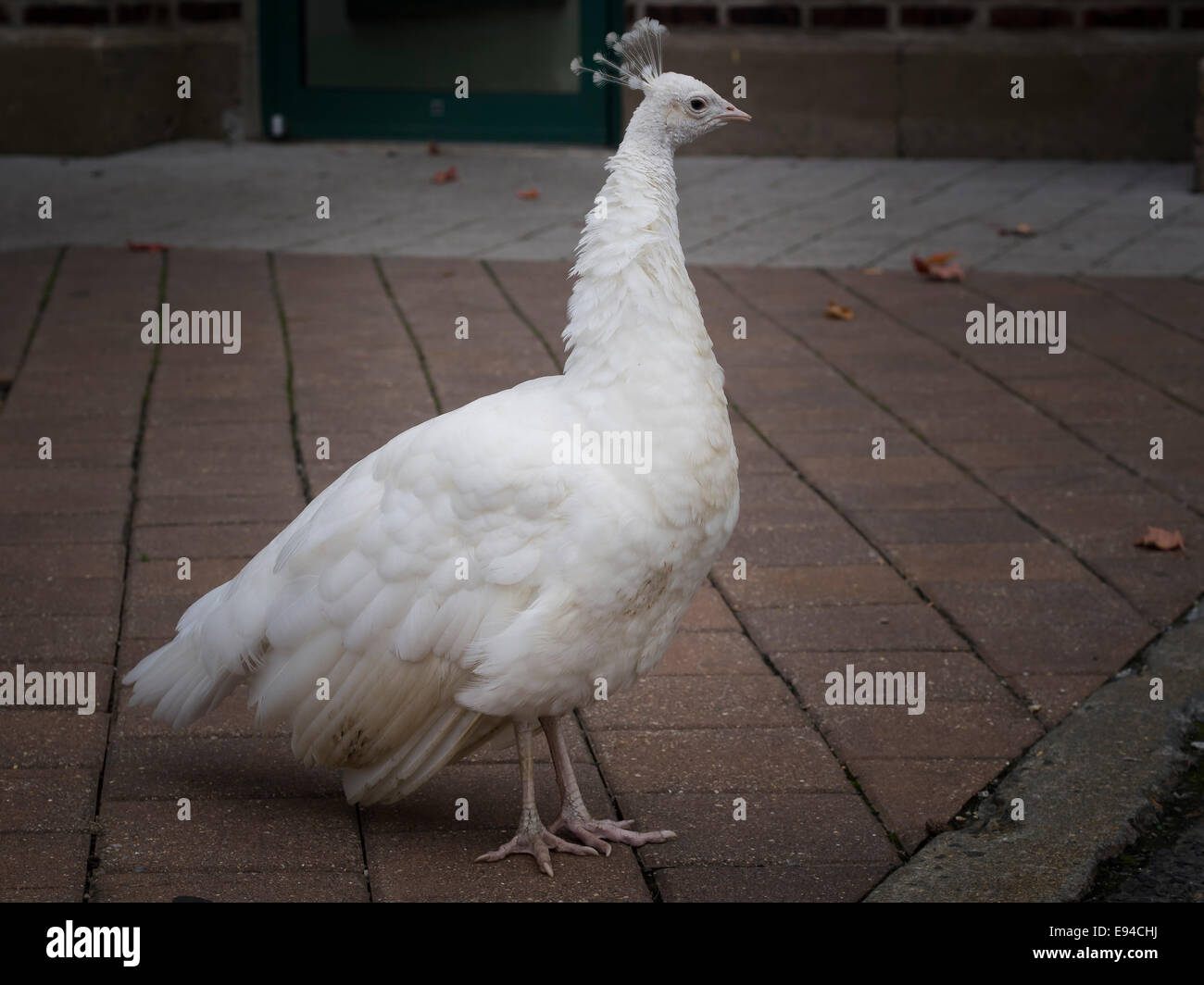 White peafowl in profile Stock Photo