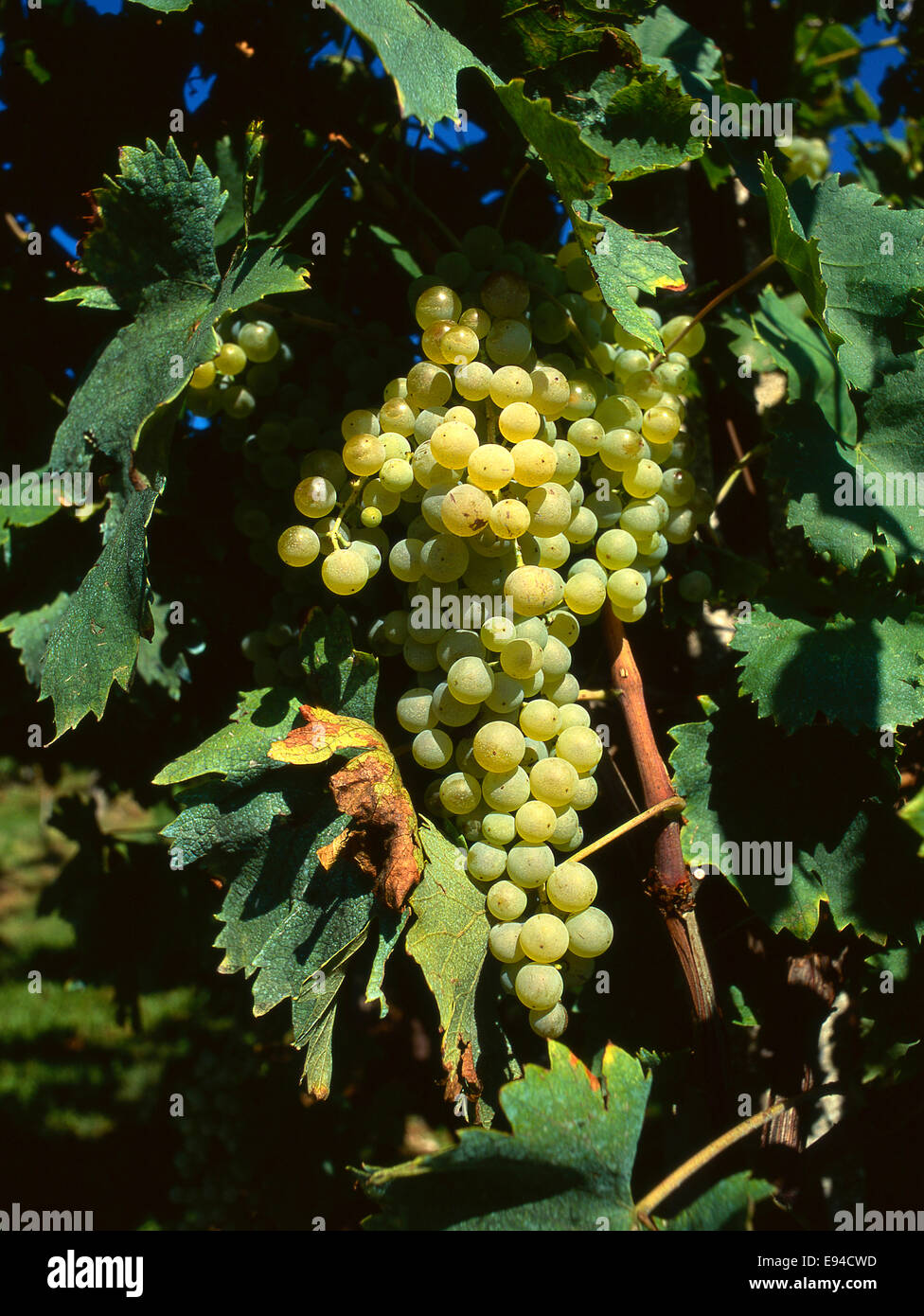 Italy grape vine hires stock photography and images Alamy
