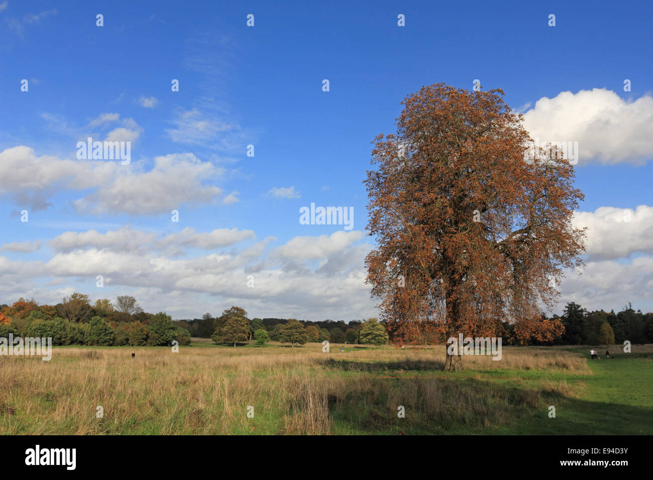 Nonsuch Park, Cheam, Surrey, UK. 19th October 2014. A beautiful, warm day in Nonsuch Park, with the sunshine enhancing the golden colours of autumn. A popular site for dog walkers, Nonsuch Park lies between Cheam and Ewell in Surrey, and was the home of Henry VIII's Nonsuch Palace in Tudor times, which was demolished in 1682. Credit:  Julia Gavin UK/Alamy Live News Stock Photo