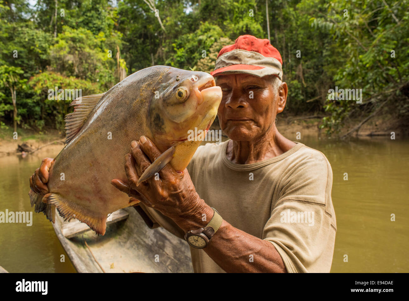 Red-bellied Pacu fish or pirapitinga (Piaractus brachypomus) Stock Photo