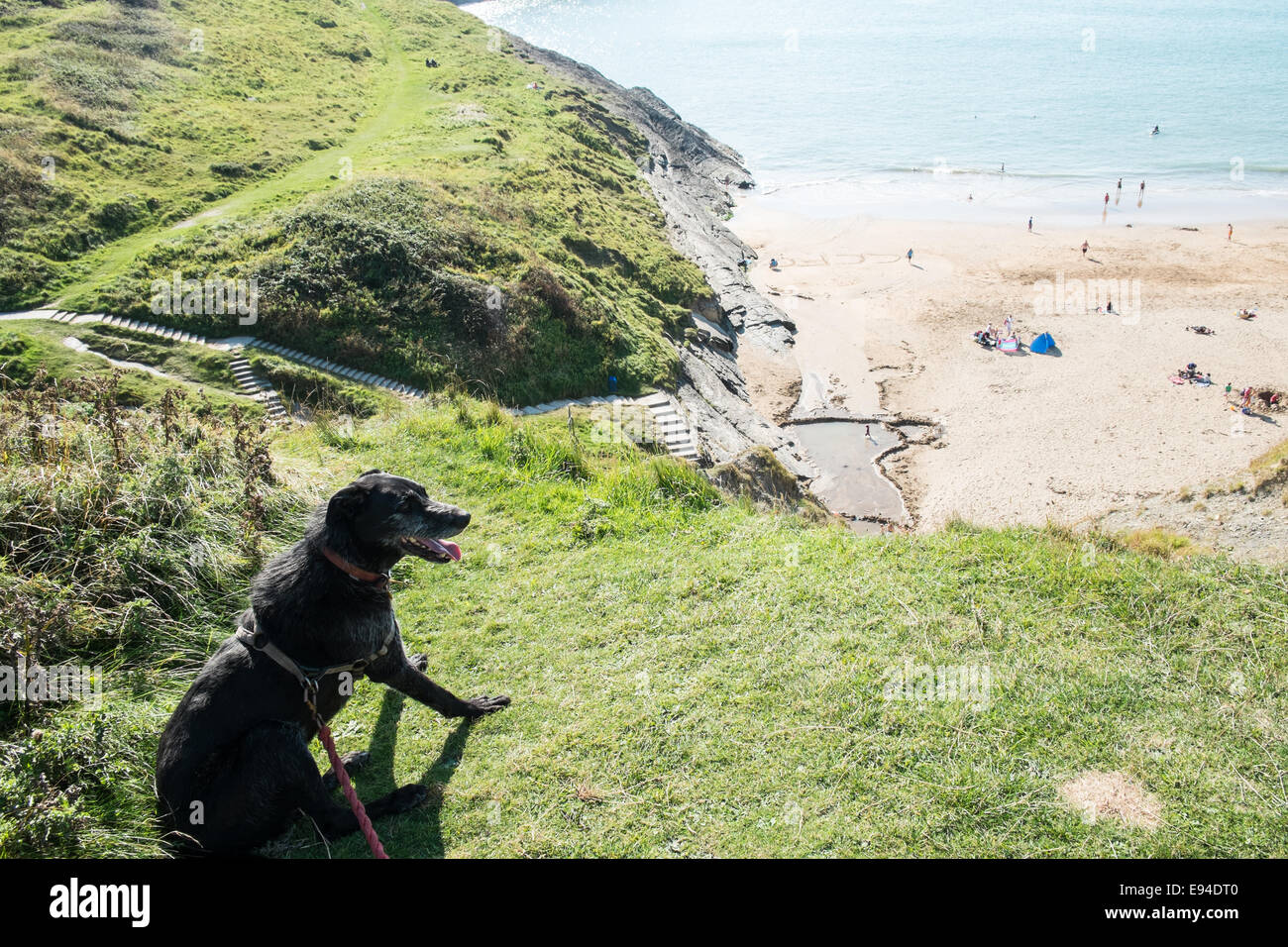 Are Dogs Banned On Beaches