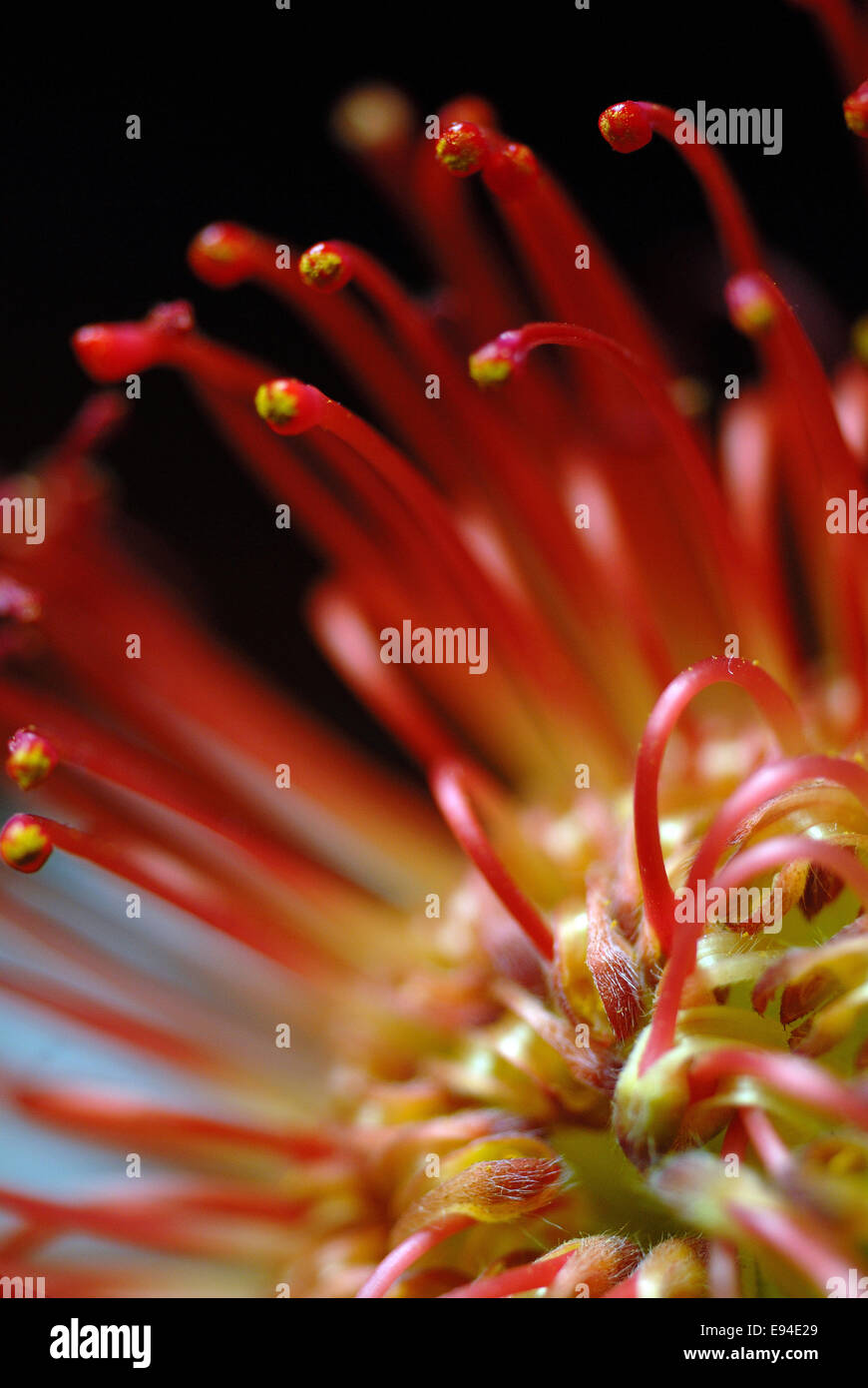 Close up of Pincushion (Leucospermum) Protea Stock Photo