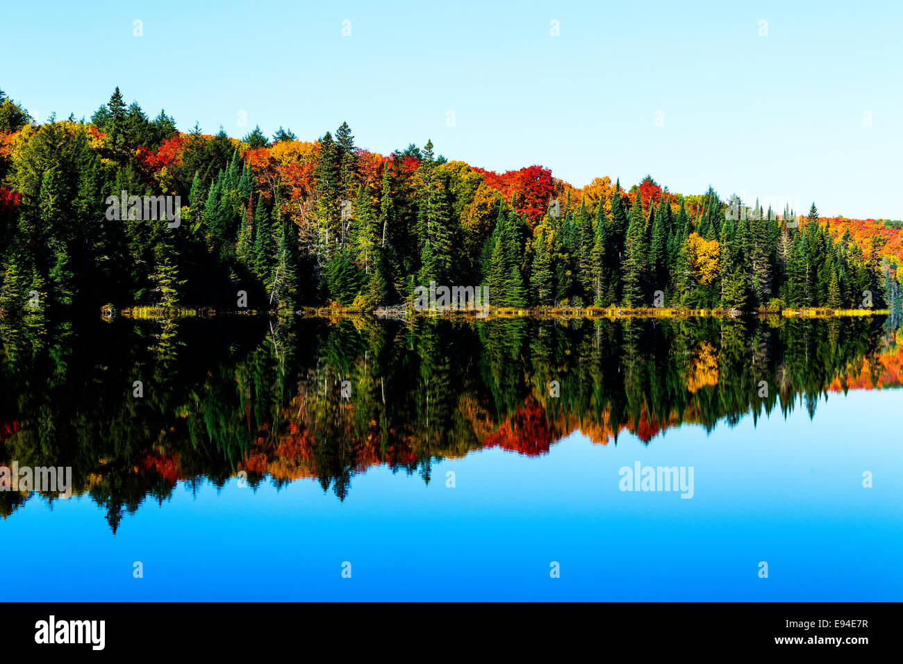 Algonquin Provincial Park Brewer Lake fall colors. Ontario Canada Stock Photo