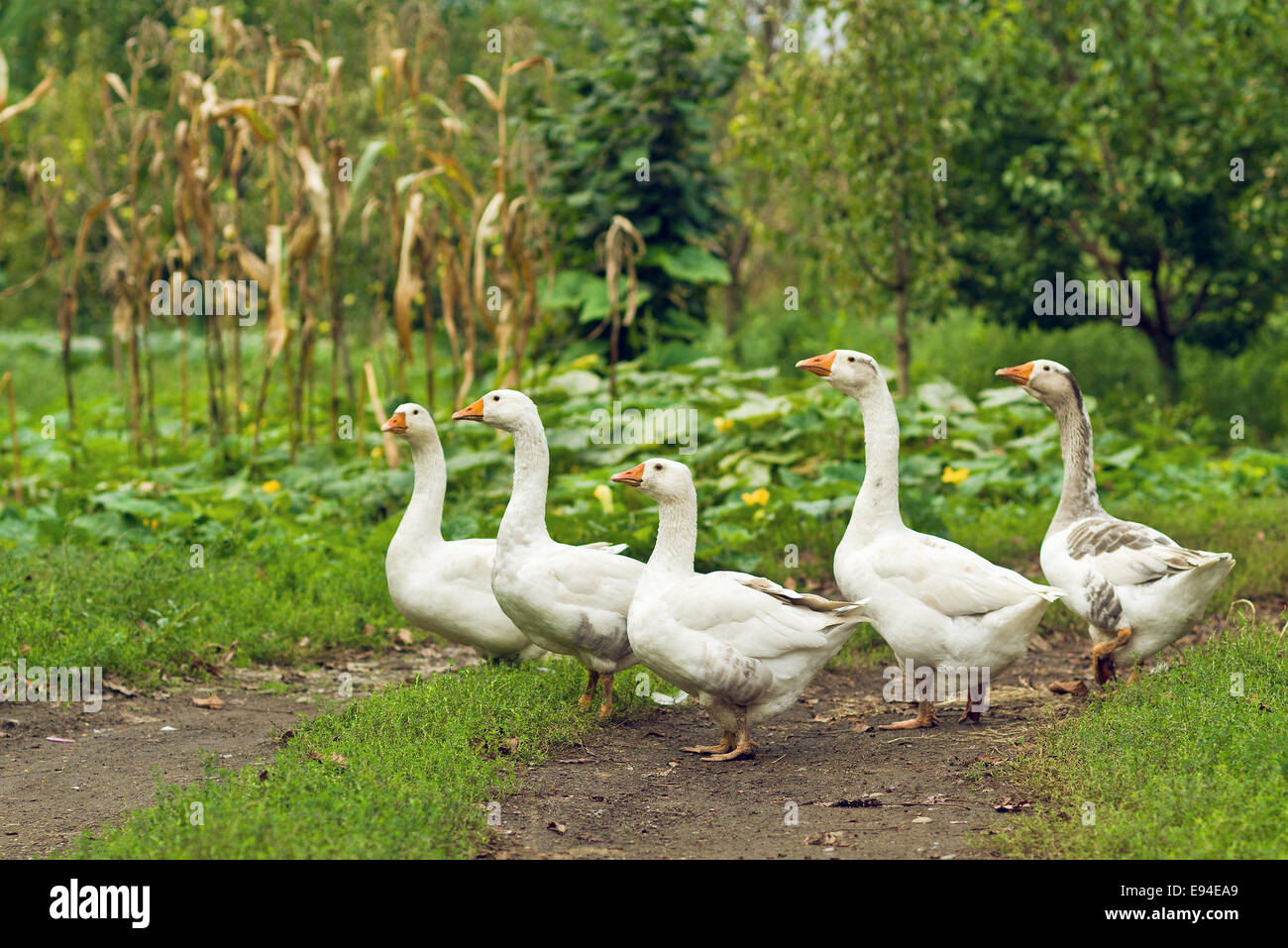 Flock of white domestic geese on the farm. Stock Photo