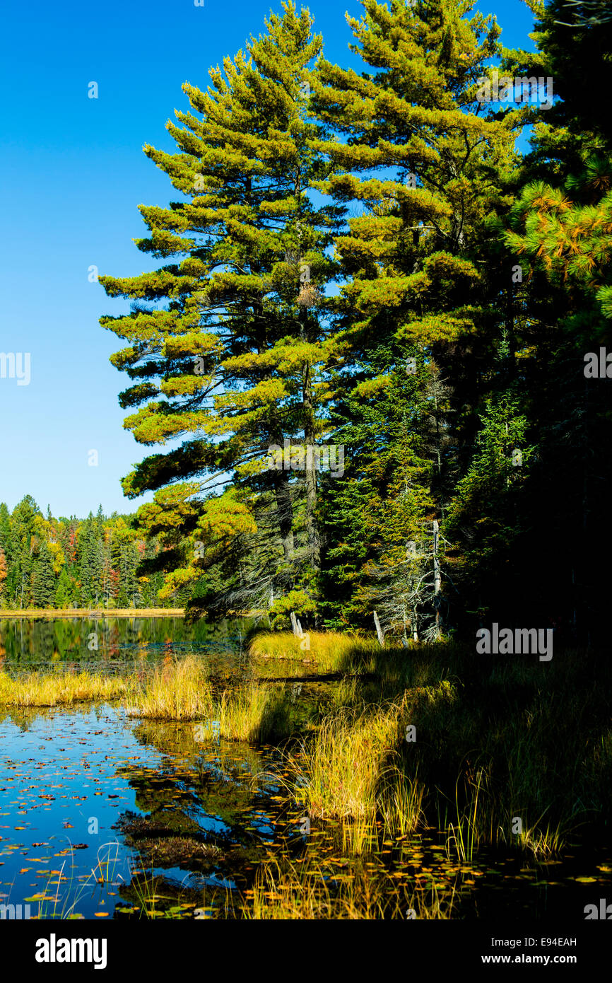 Algonquin Provincial Park Beaver Pond Trail fall colors. Ontario Canada ...