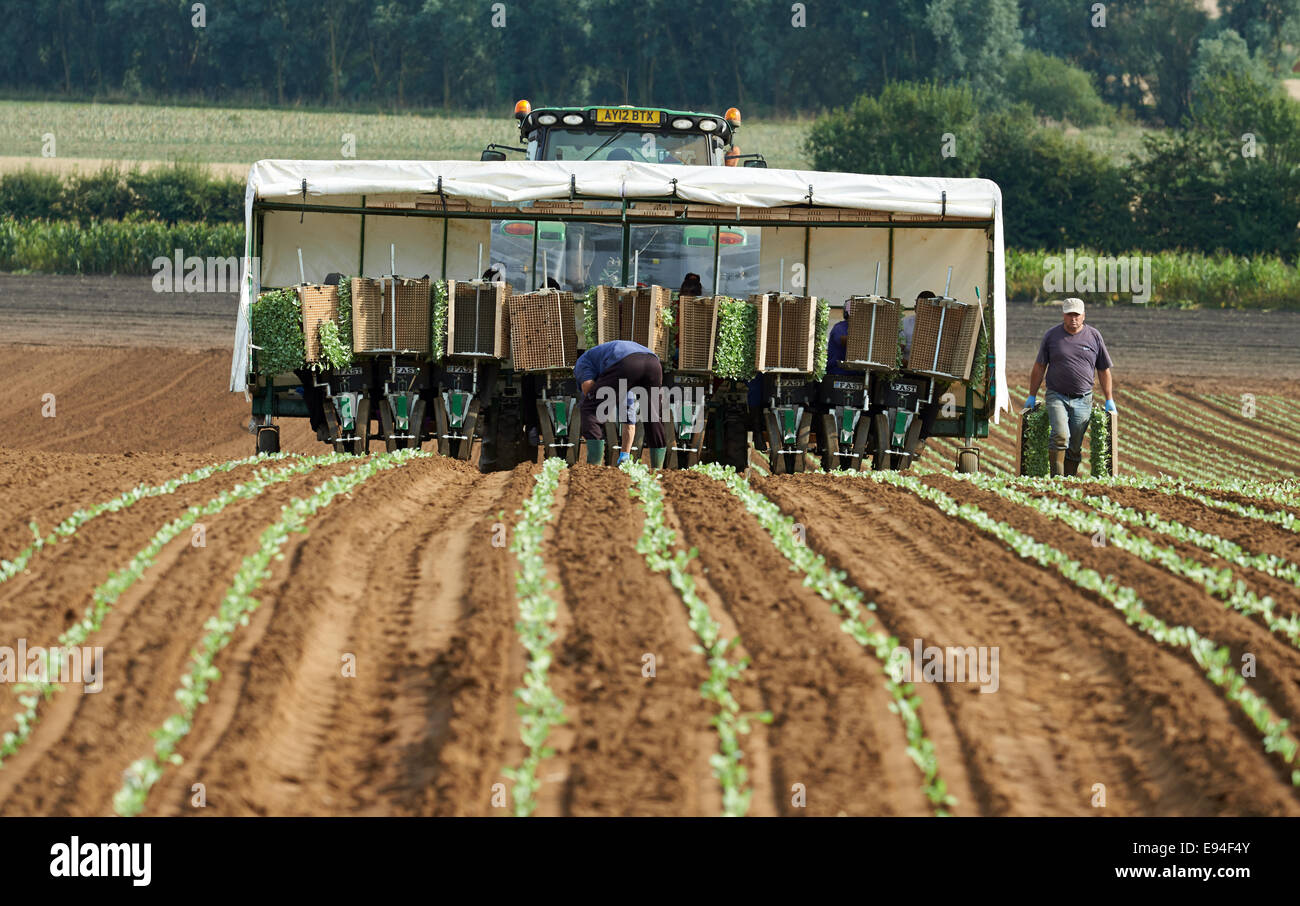 Cabbages being planted by migrant workers, Hollesley, Suffolk, UK. Stock Photo