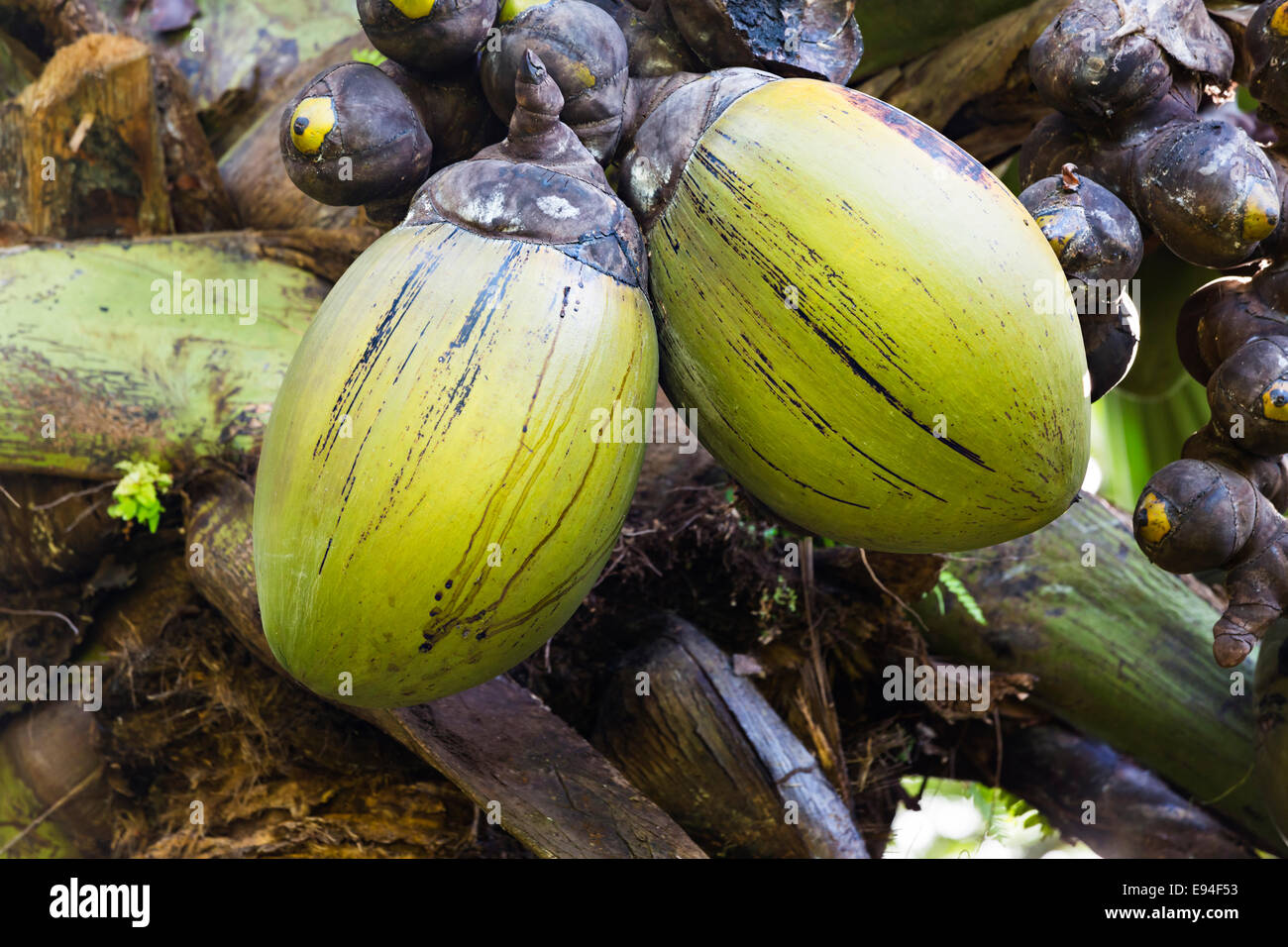 Coco de mer hi res stock photography and images Alamy