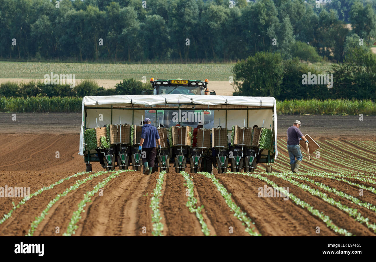 Polish and Eastern European migrants planting cabbages, Hollesley, Suffolk, UK. Stock Photo