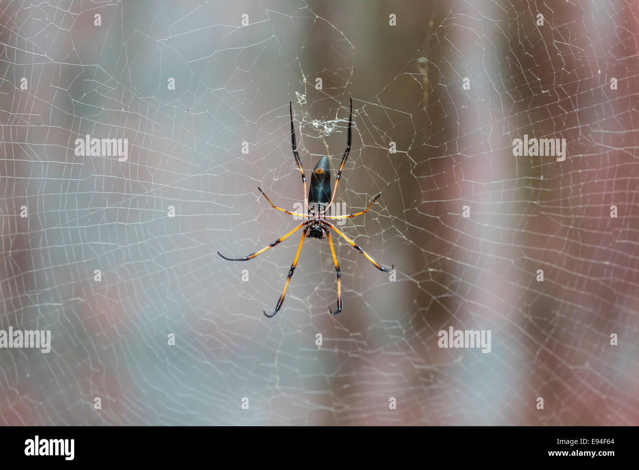 One of the many palm spiders, Nephila inaurata in Mahe, Seychelles Stock Photo Alamy