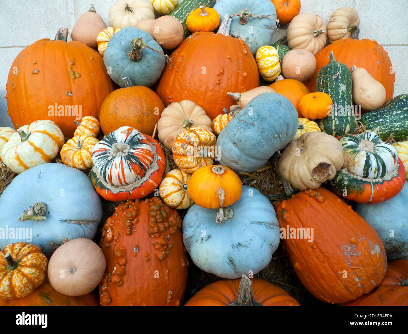 Variety of pumpkins, squash and gourds including blue "Crown Prince