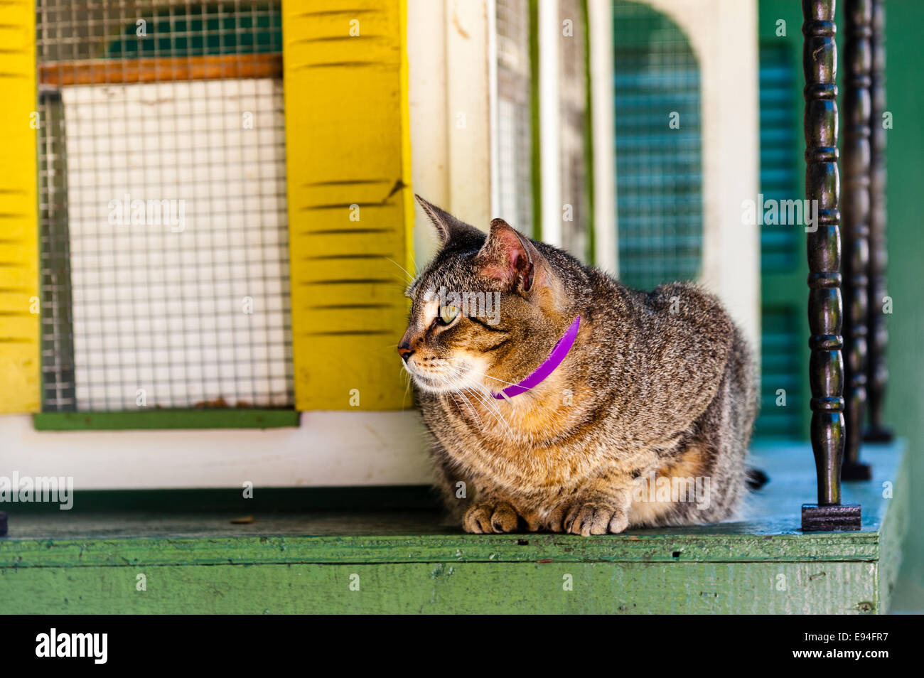 US, Florida, Key West. Ernest Hemingway Home. One of the many cats that