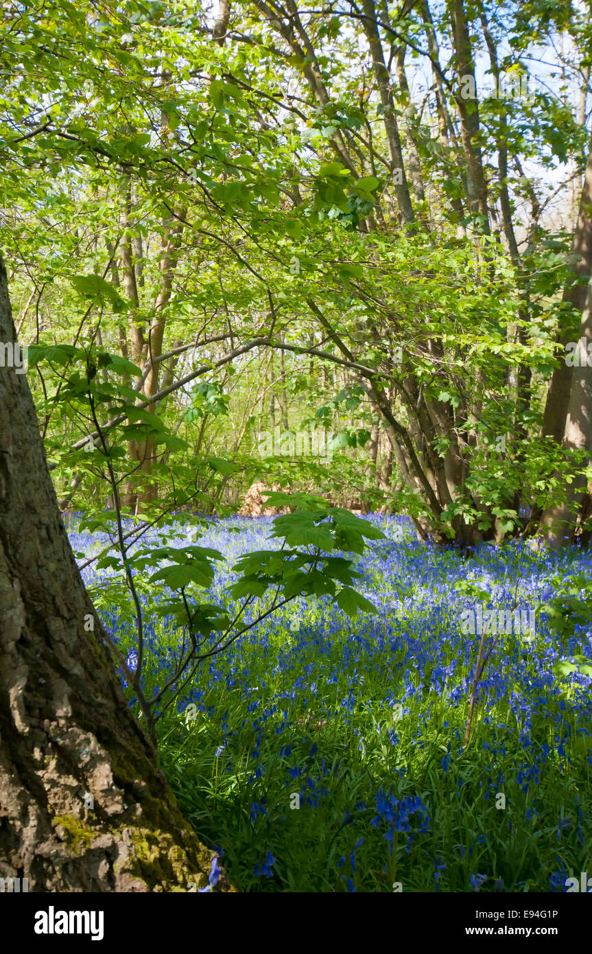 Springtime in Kent Stock Photo - Alamy