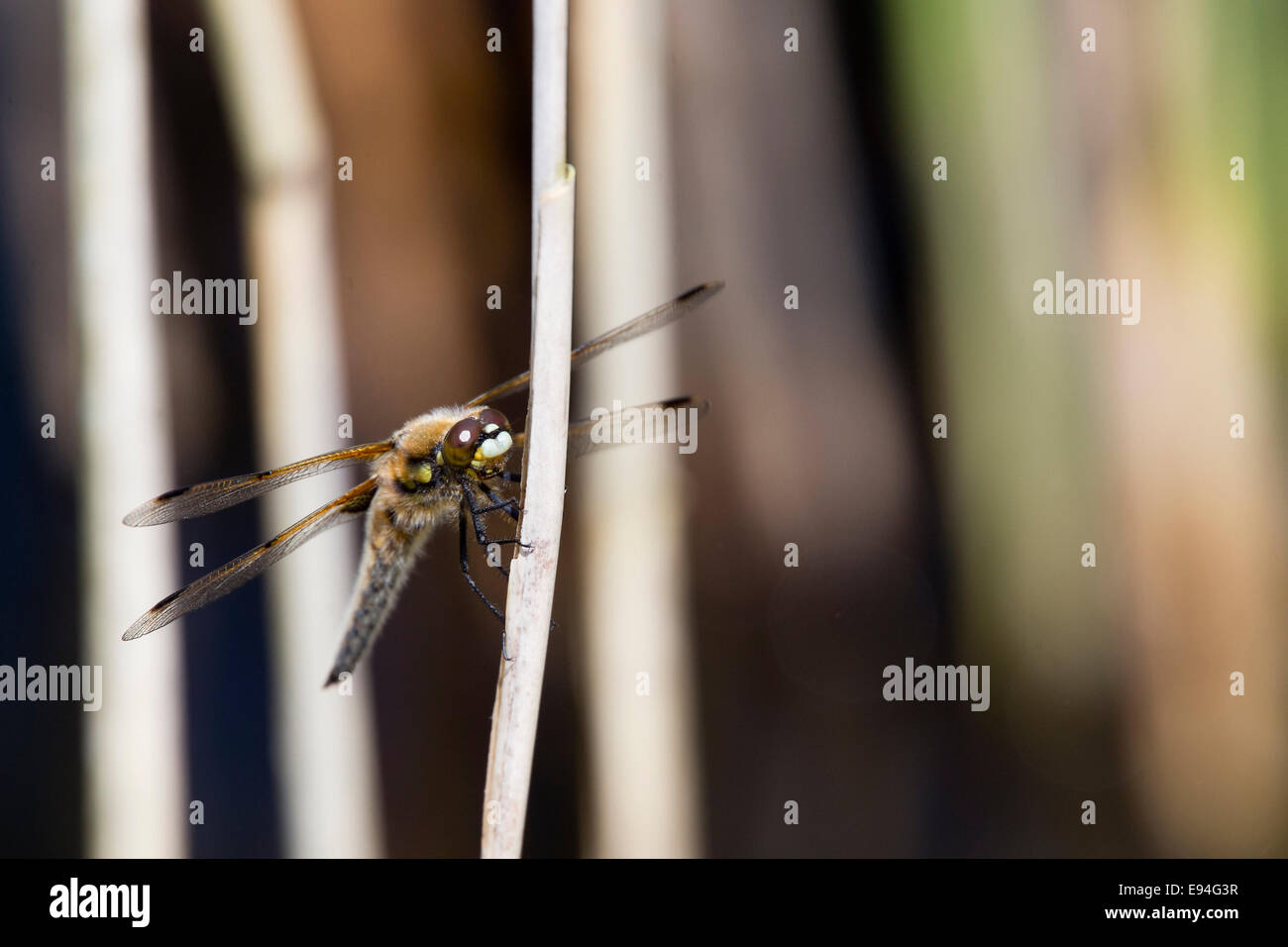 Four-spotted Chaser dragonfly perched on a reed stem, Lizard Peninsula, Cornwall, England, UK. Stock Photo